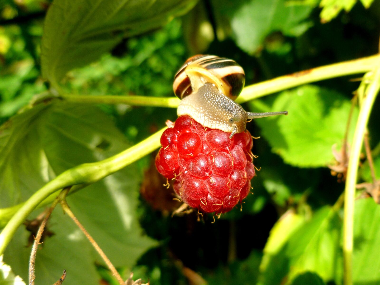 Panasonic DMC-FS37 sample photo. Snail, garden snail, shell photography