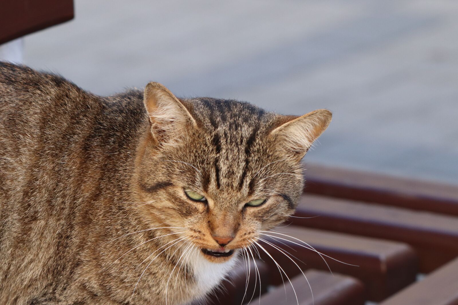 Canon EF 70-300 F4-5.6 IS II USM sample photo. Cat, view, pets photography