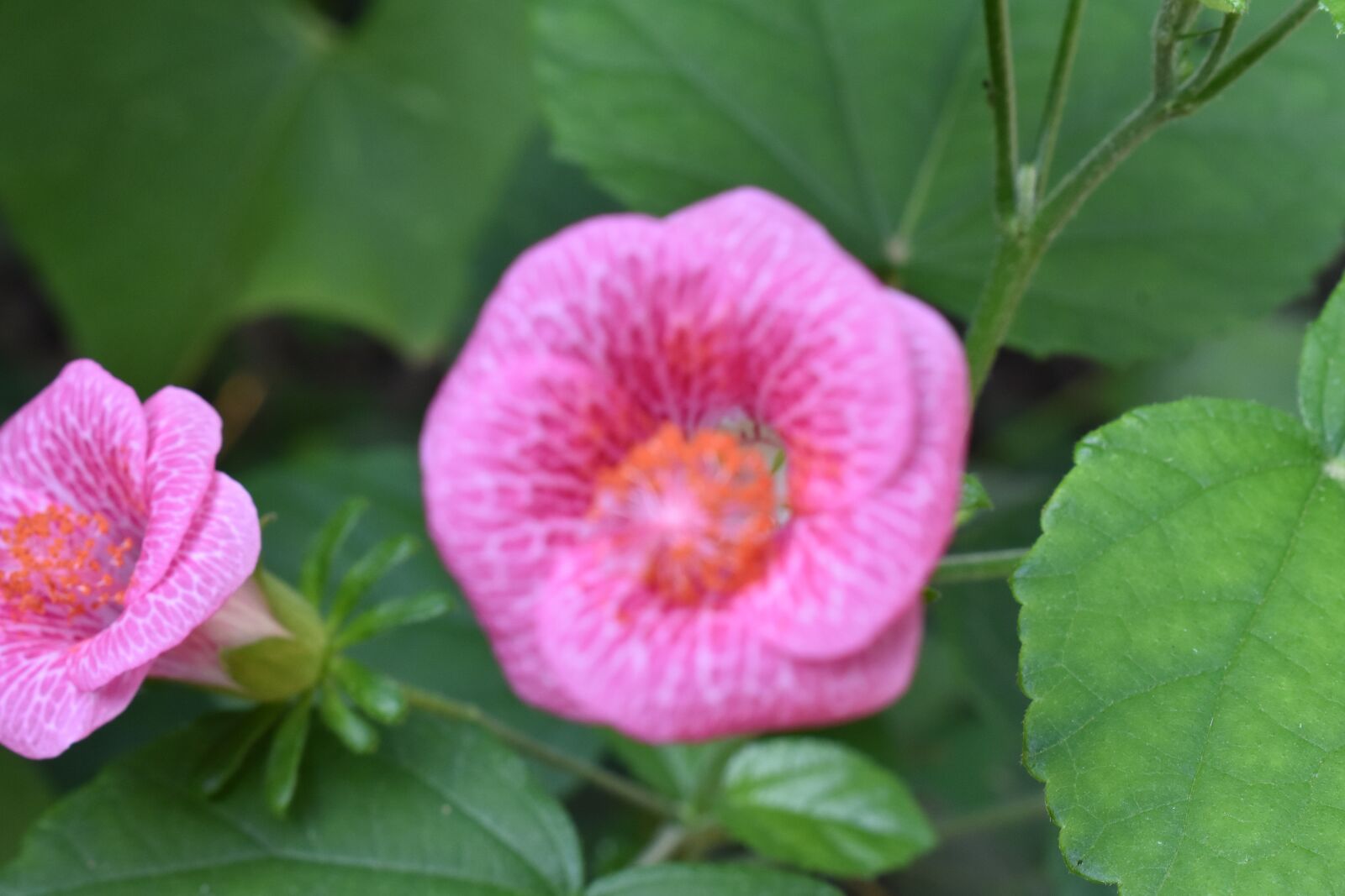 Nikon D3400 sample photo. Flower, garden, flowers photography