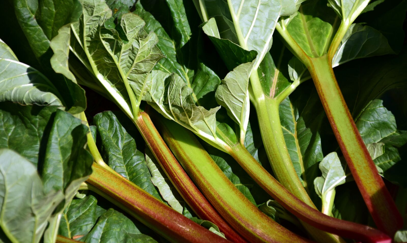Nikon D3300 sample photo. Rhubarb, green, garden photography