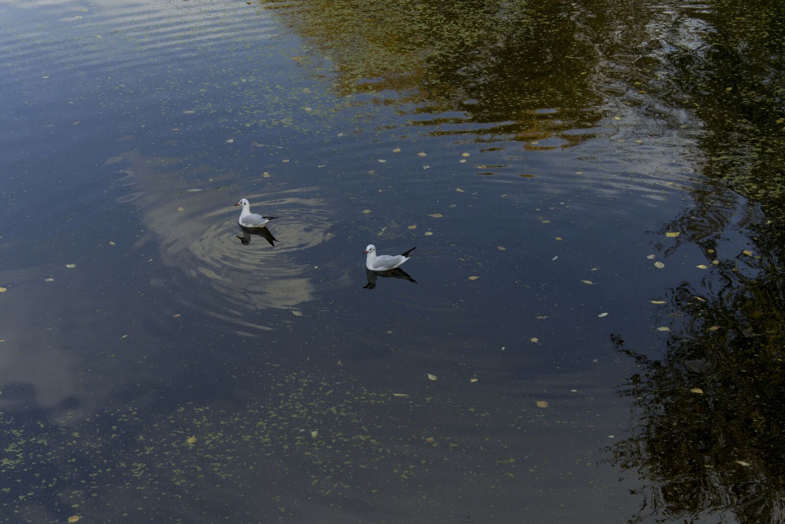 Canon EOS 600D (Rebel EOS T3i / EOS Kiss X5) sample photo. Gulls, lake, park photography