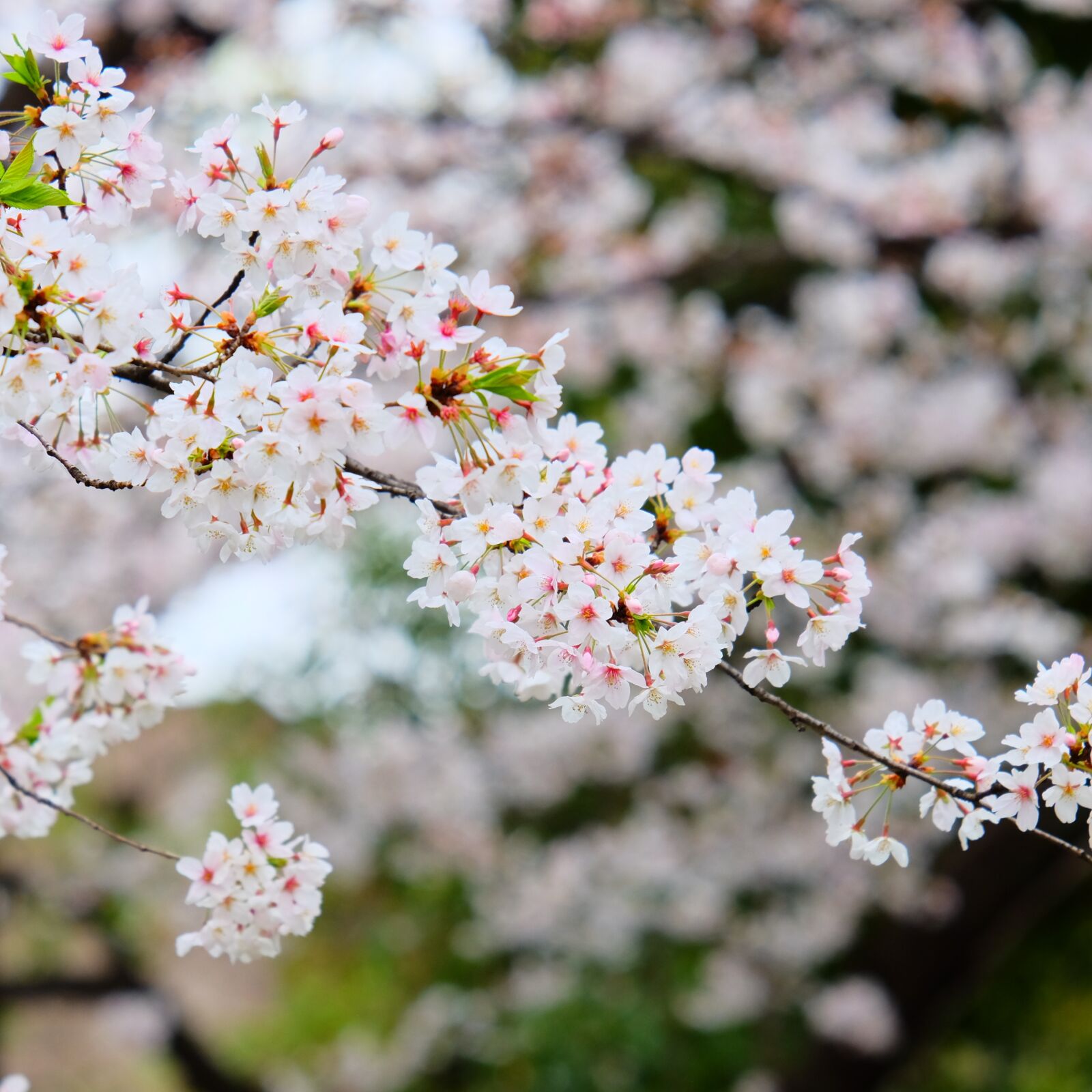 Fujifilm XF 55-200mm F3.5-4.8 R LM OIS sample photo. Cherry blossom, blooming, trees photography