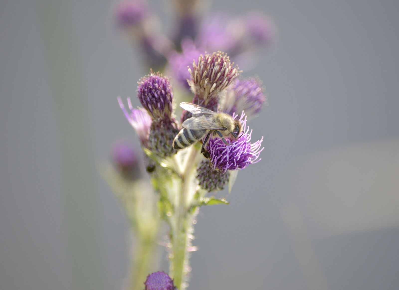 Nikon D3200 sample photo. Bee, flower, summer photography