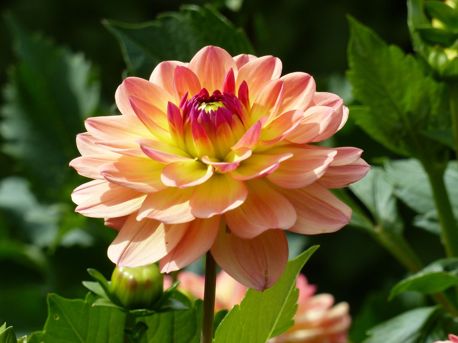 Panasonic Lumix DMC-FZ200 sample photo. Dahlia, orange, colors photography