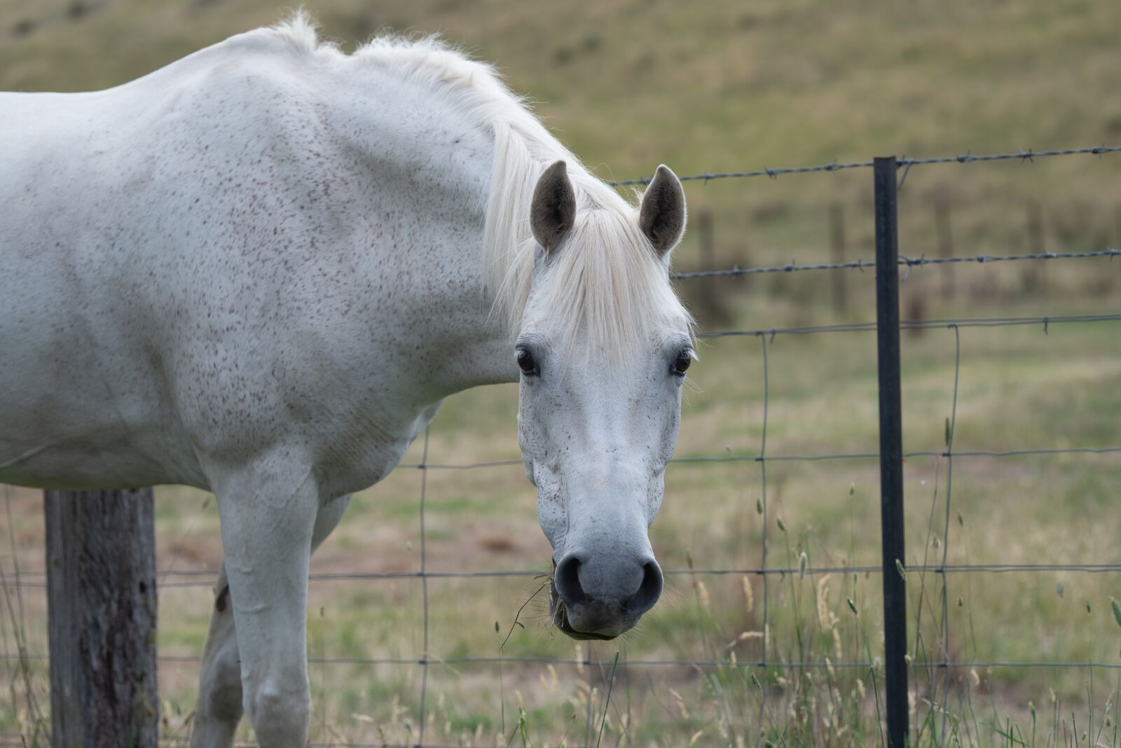 Nikon D750 sample photo. Horse, pony, equine photography