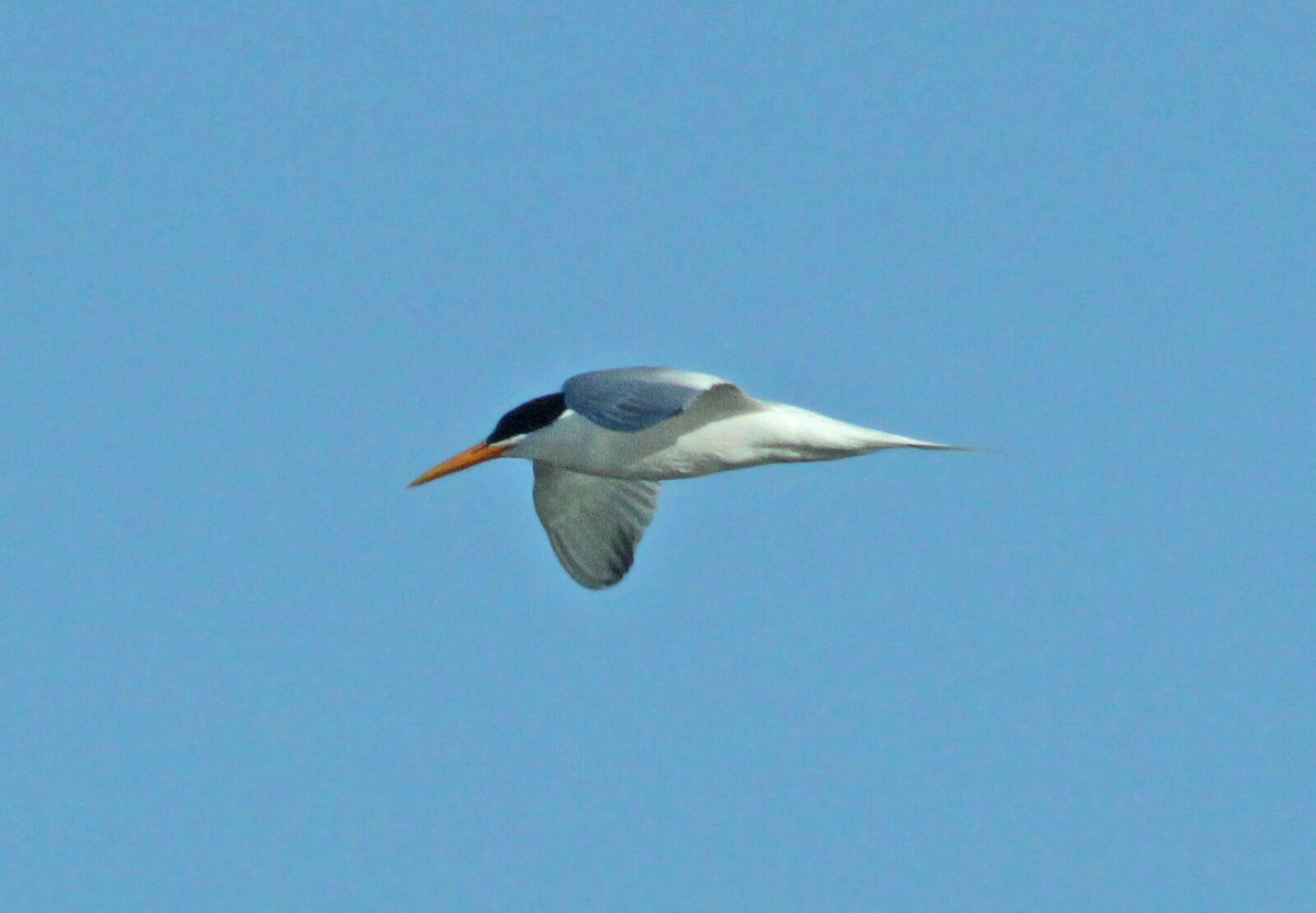 Canon EF 300mm F4L IS USM sample photo