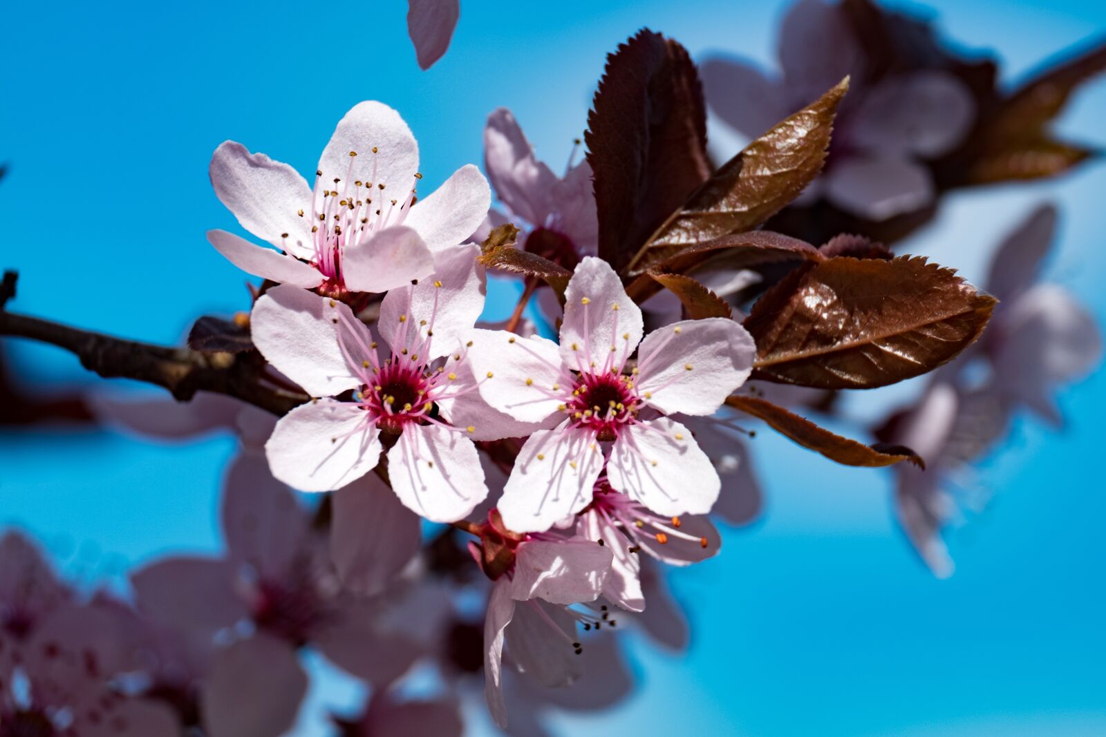 Fujifilm XF 55-200mm F3.5-4.8 R LM OIS sample photo. Flower, plum, spring photography