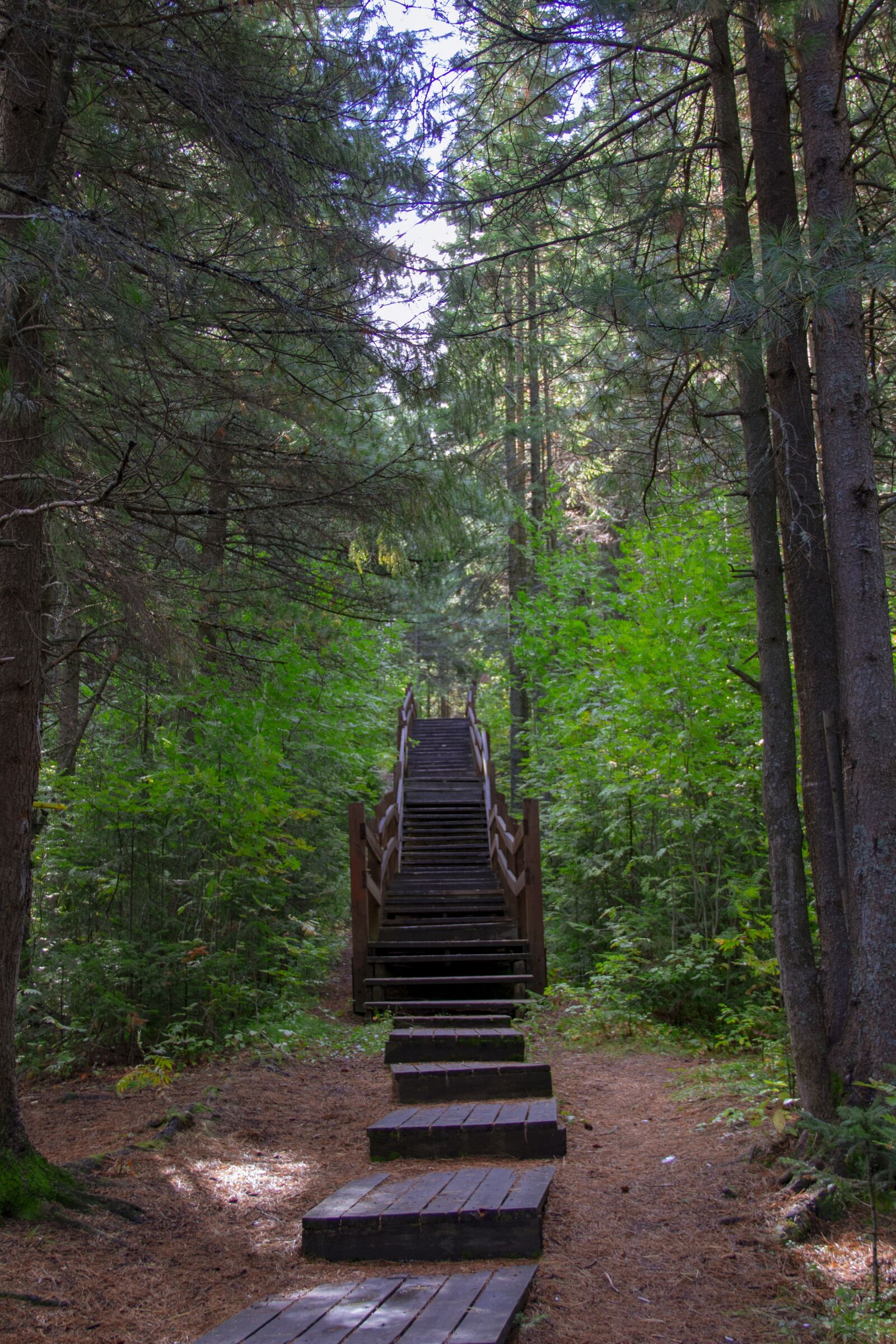 Canon EOS 70D + Canon EF-S 18-135mm F3.5-5.6 IS sample photo. Stairs, steps, forest photography