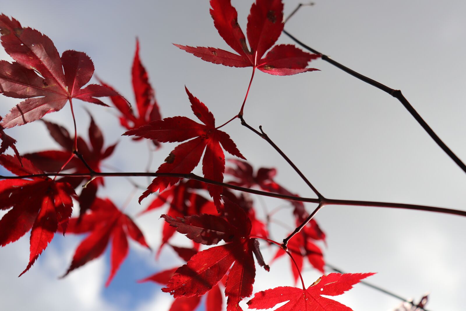 Canon EOS 77D (EOS 9000D / EOS 770D) sample photo. Leaves, plant, tree photography