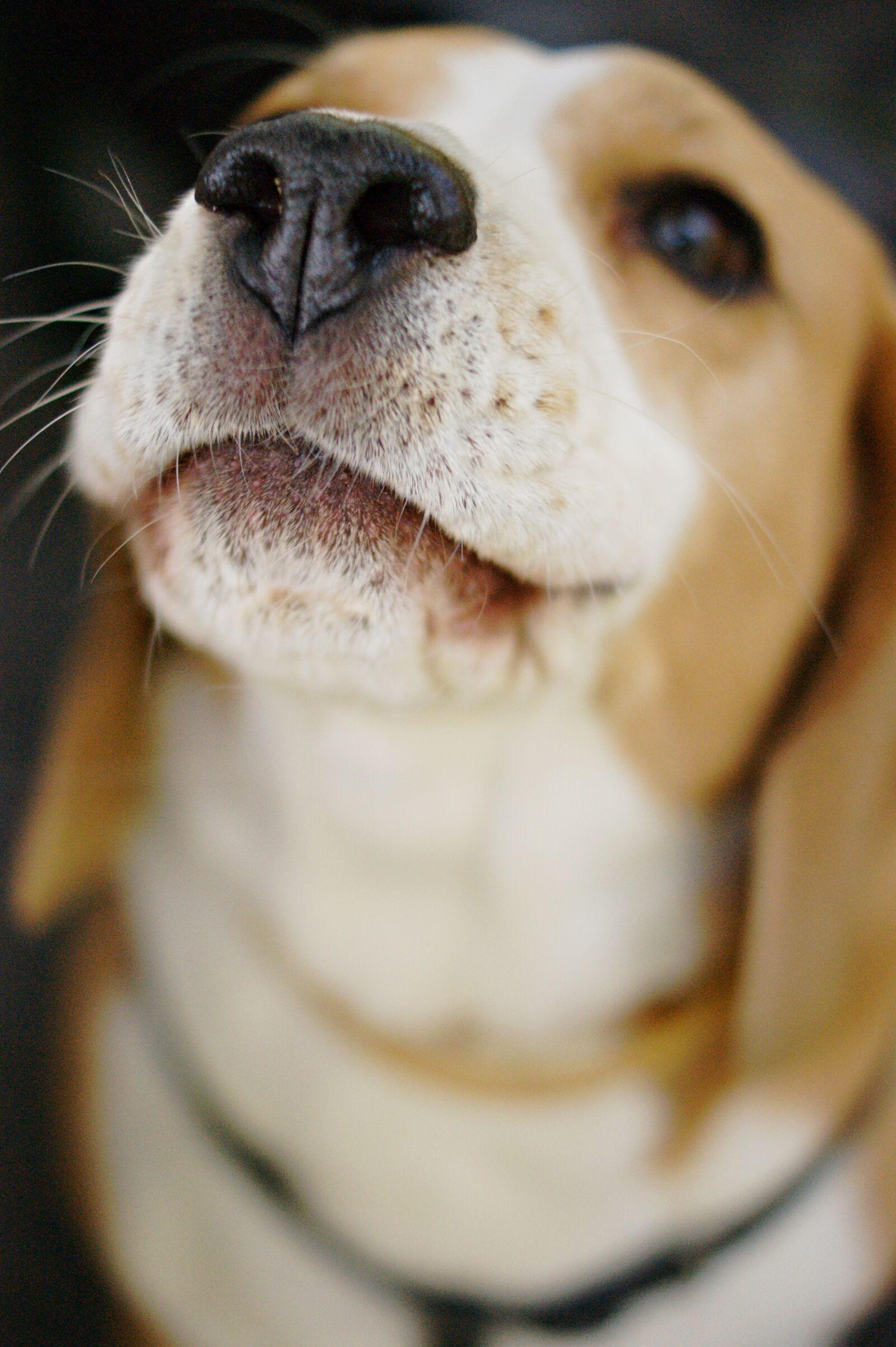 Sony Alpha DSLR-A390 sample photo. Dog, doggy, animal photography