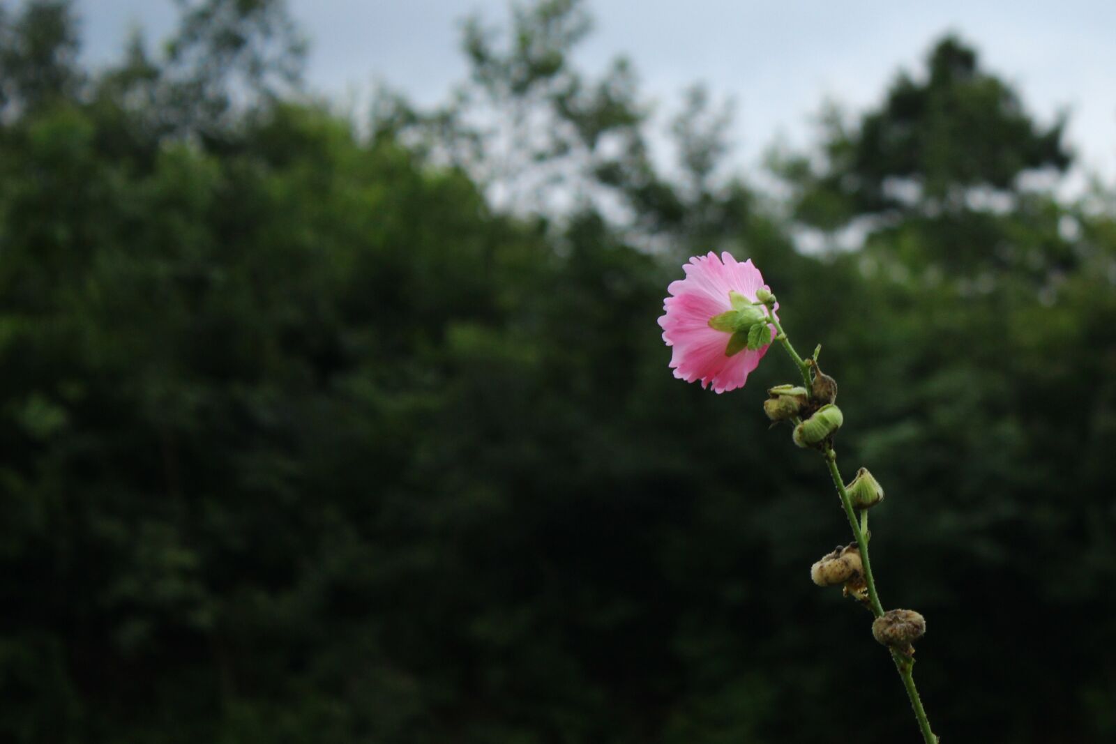 Canon EOS 600D (Rebel EOS T3i / EOS Kiss X5) sample photo. Flower, pink, mountain village photography