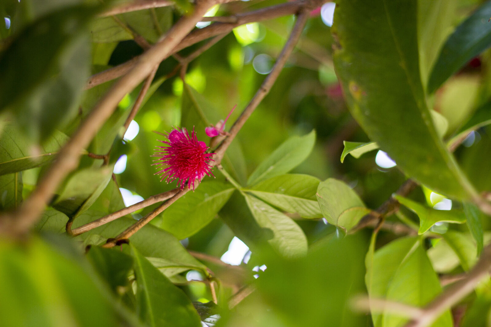Canon EF 50mm F1.8 II sample photo. Contrast, flower, green, light photography