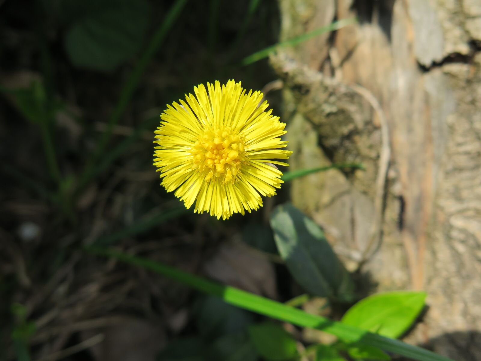 Canon PowerShot G16 sample photo. Tussilago farfara, herb, nature photography