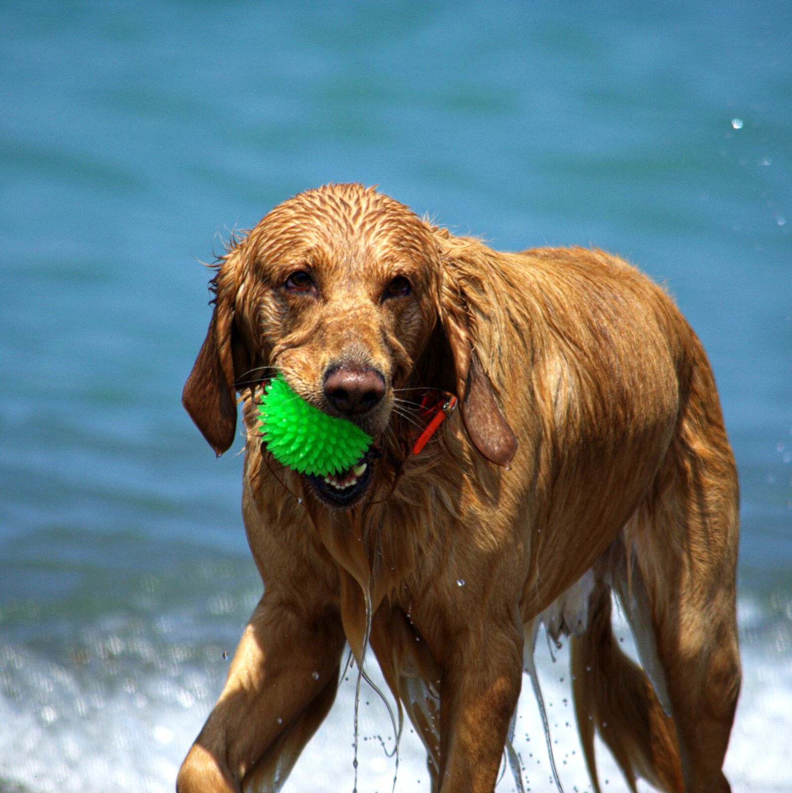 Nikon D5100 sample photo. Dogs, beach, wet photography