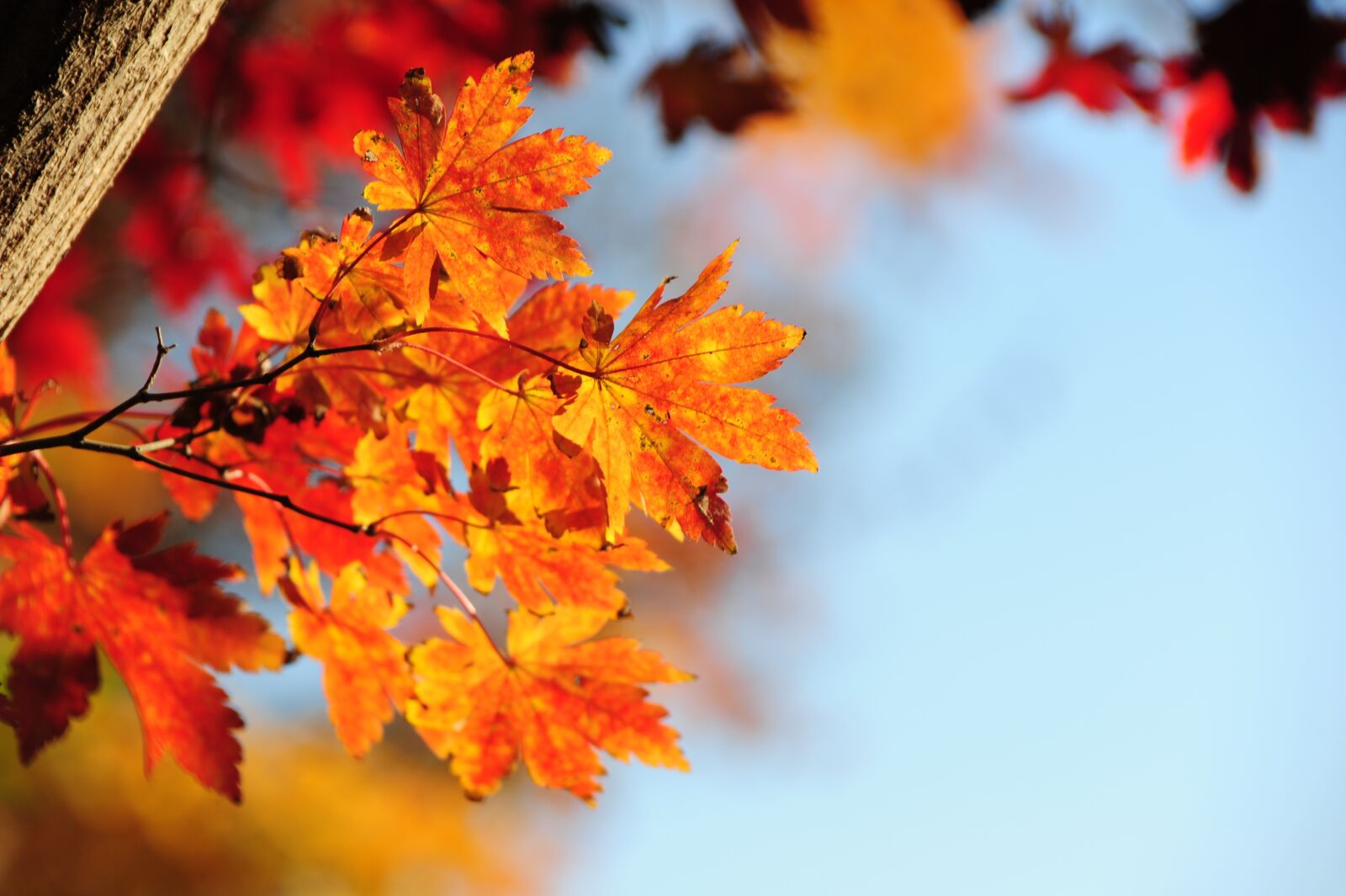 Nikon D700 sample photo. Autumn leaves, plants, autumn photography
