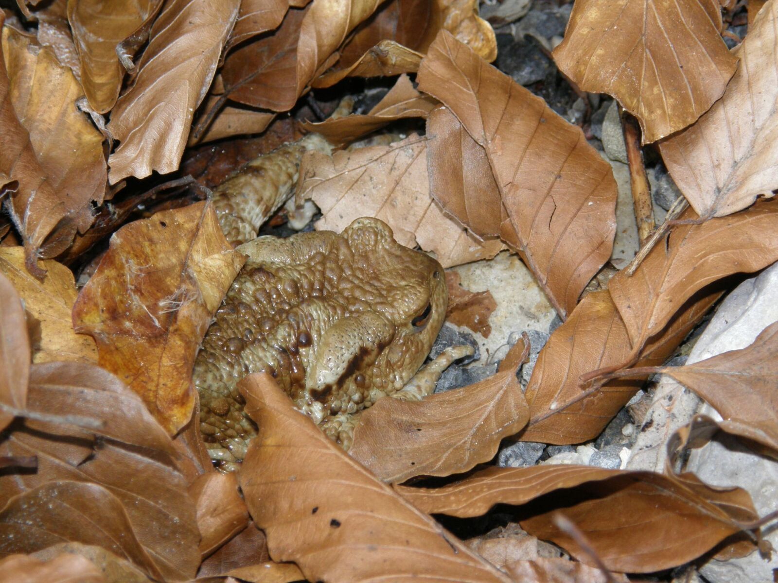 Olympus SP550UZ sample photo. Toad, leaves, animal photography