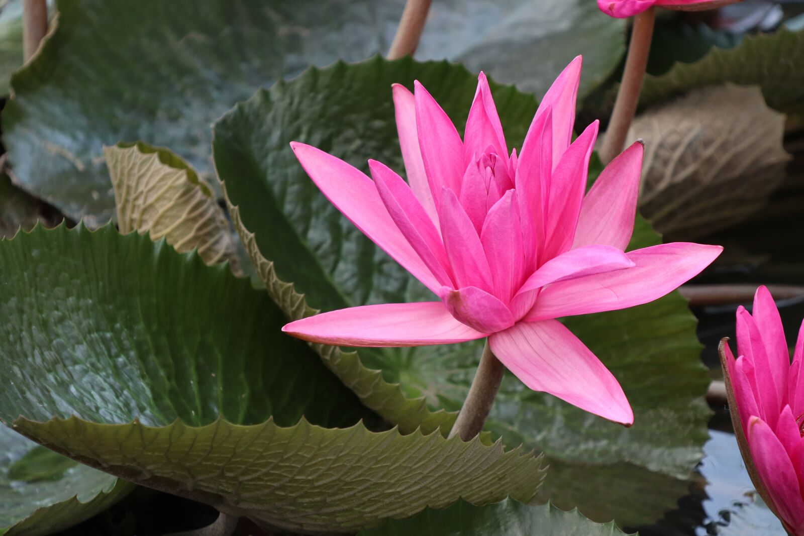Canon EOS M6 sample photo. Lotus, pink, waterlily photography