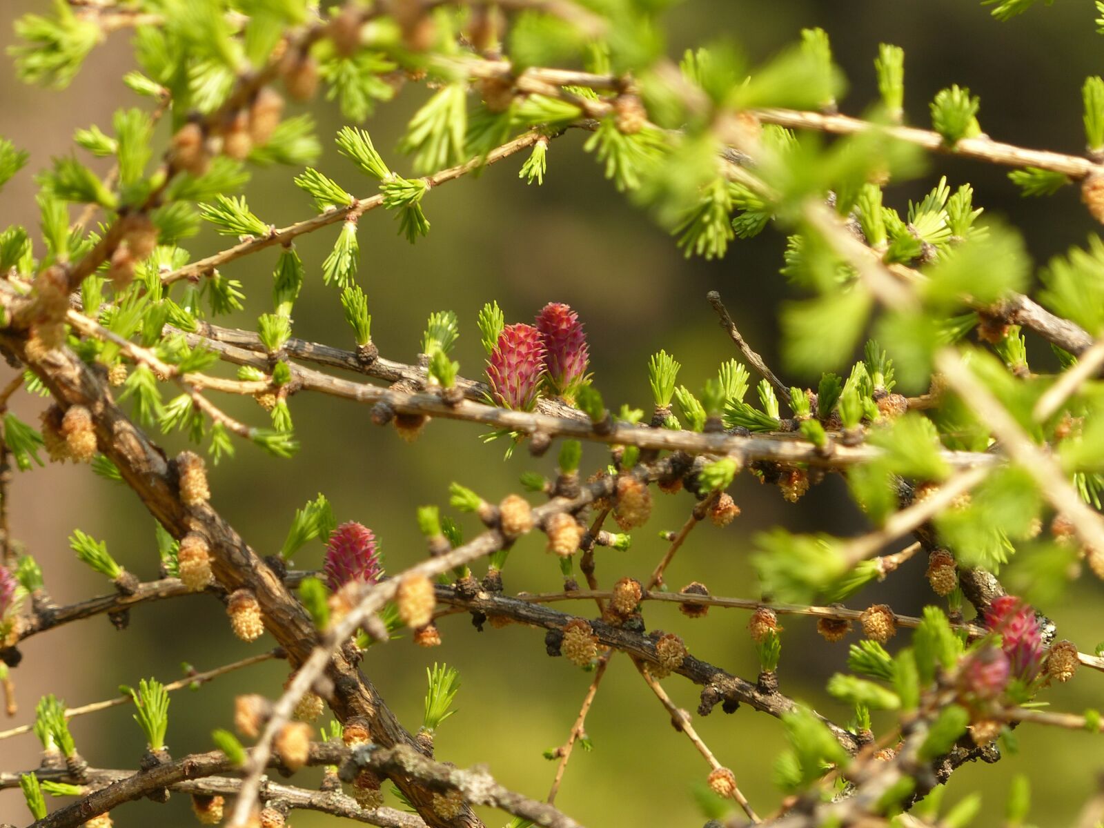 Panasonic Lumix DMC-FZ200 sample photo. Larch, cones, spring photography