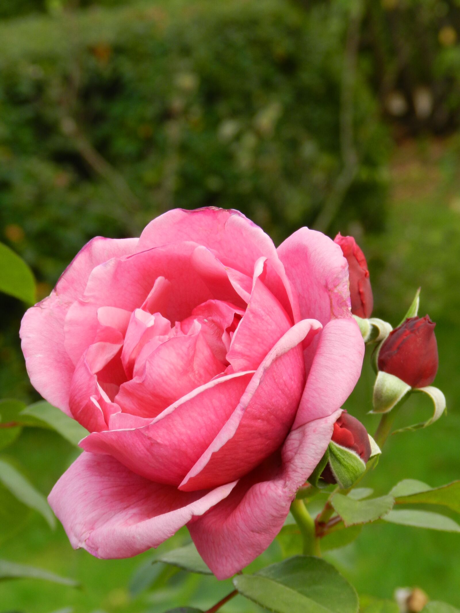 Nikon Coolpix P500 sample photo. Rose, flowers, flower photography