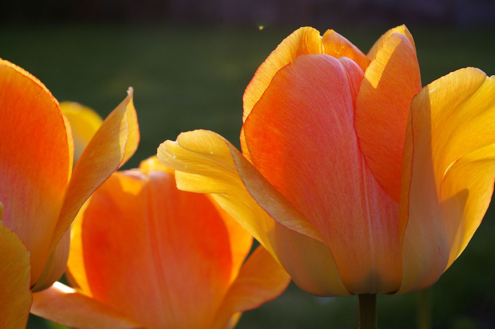 Pentax *ist DL2 sample photo. Tulips, yellow tumor, orange photography