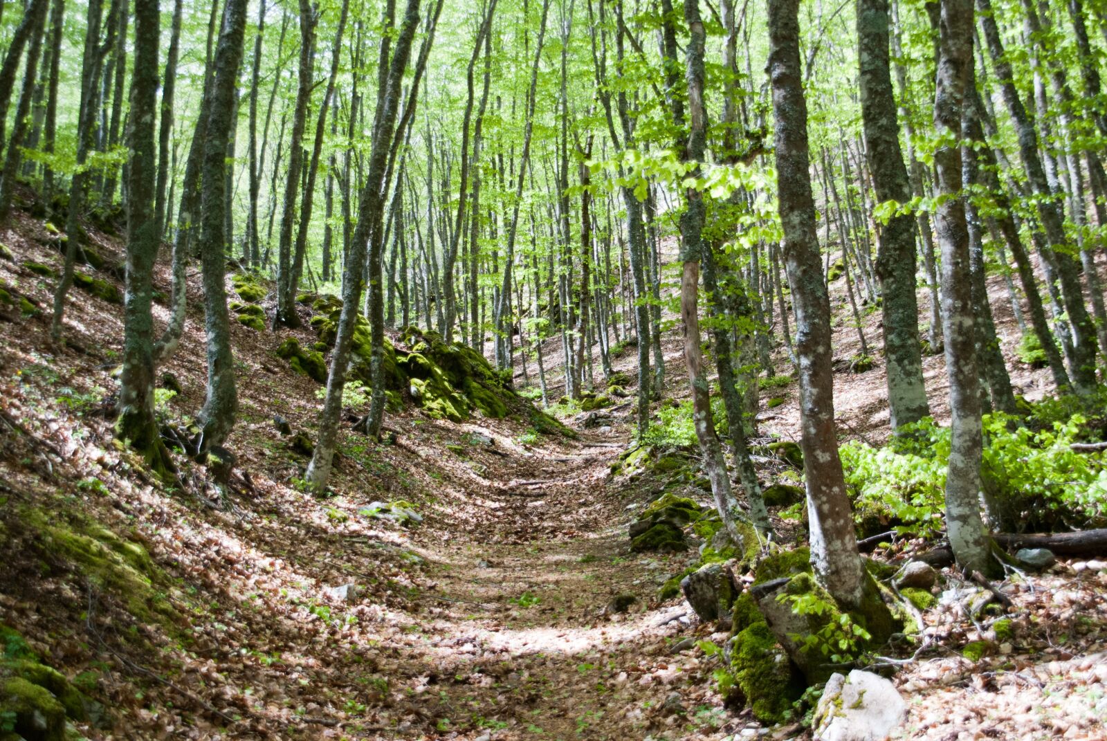 Nikon D80 sample photo. Forest, governess, nature photography