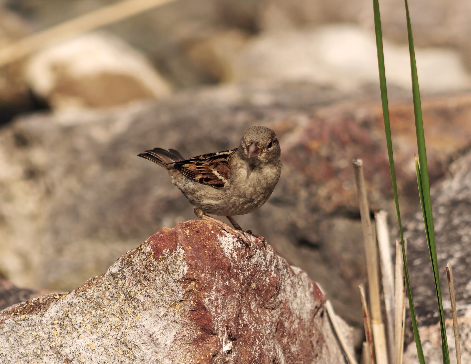 Canon EF75-300mm f/4-5.6 sample photo. Sparrow, bird, cute photography