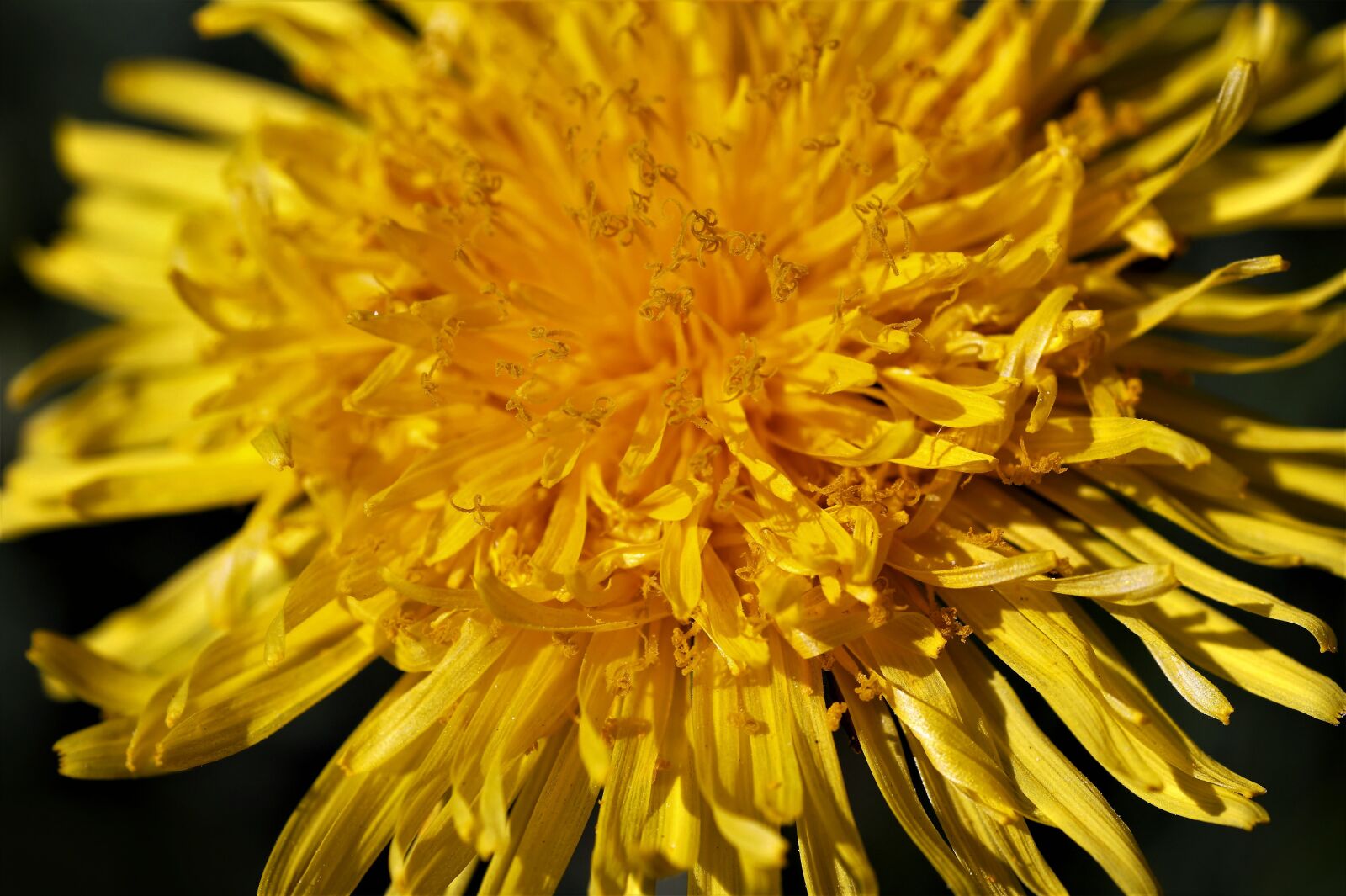 Sony SLT-A58 sample photo. Dandelion, flower, yellow photography