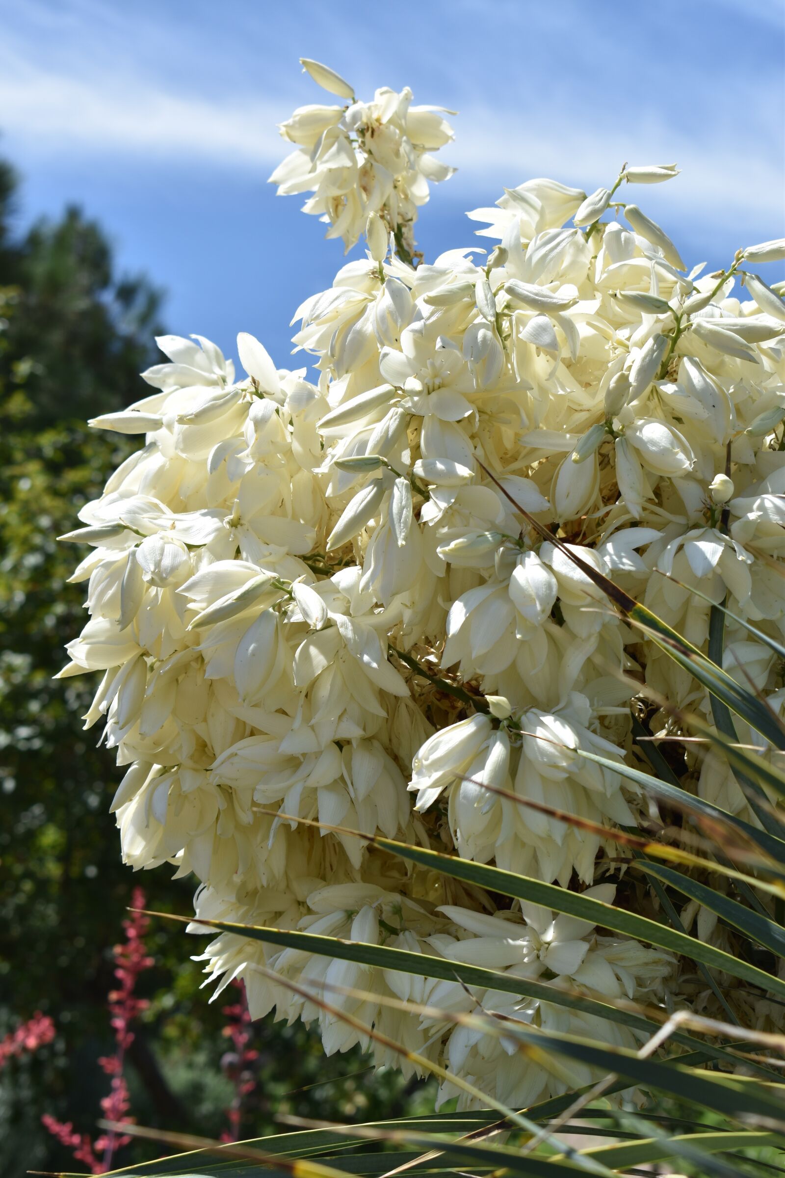 Nikon D3500 sample photo. Yucca, summer, plant photography