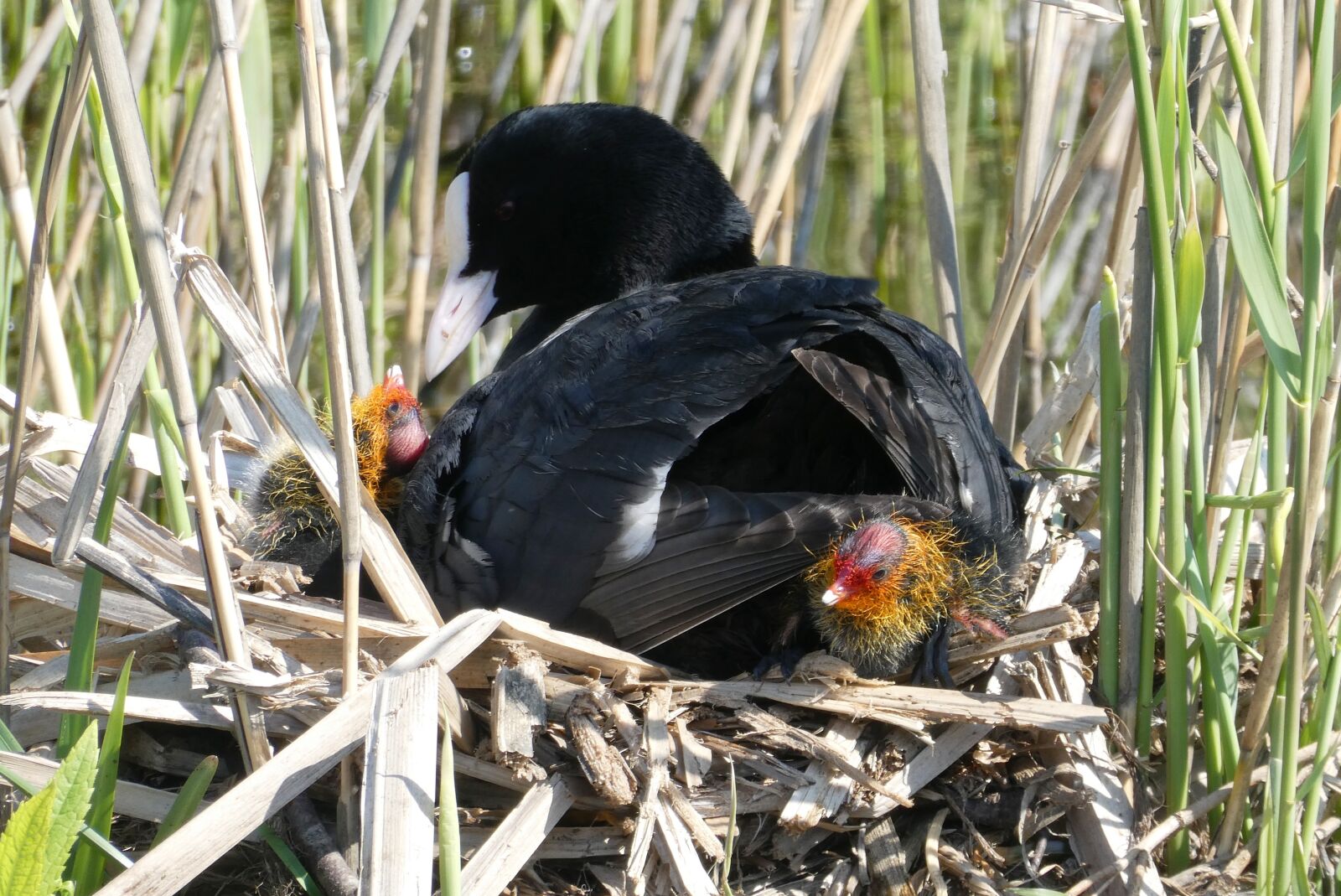 Panasonic Lumix DC-ZS70 (Lumix DC-TZ90) sample photo. Coot, chicks, nest photography