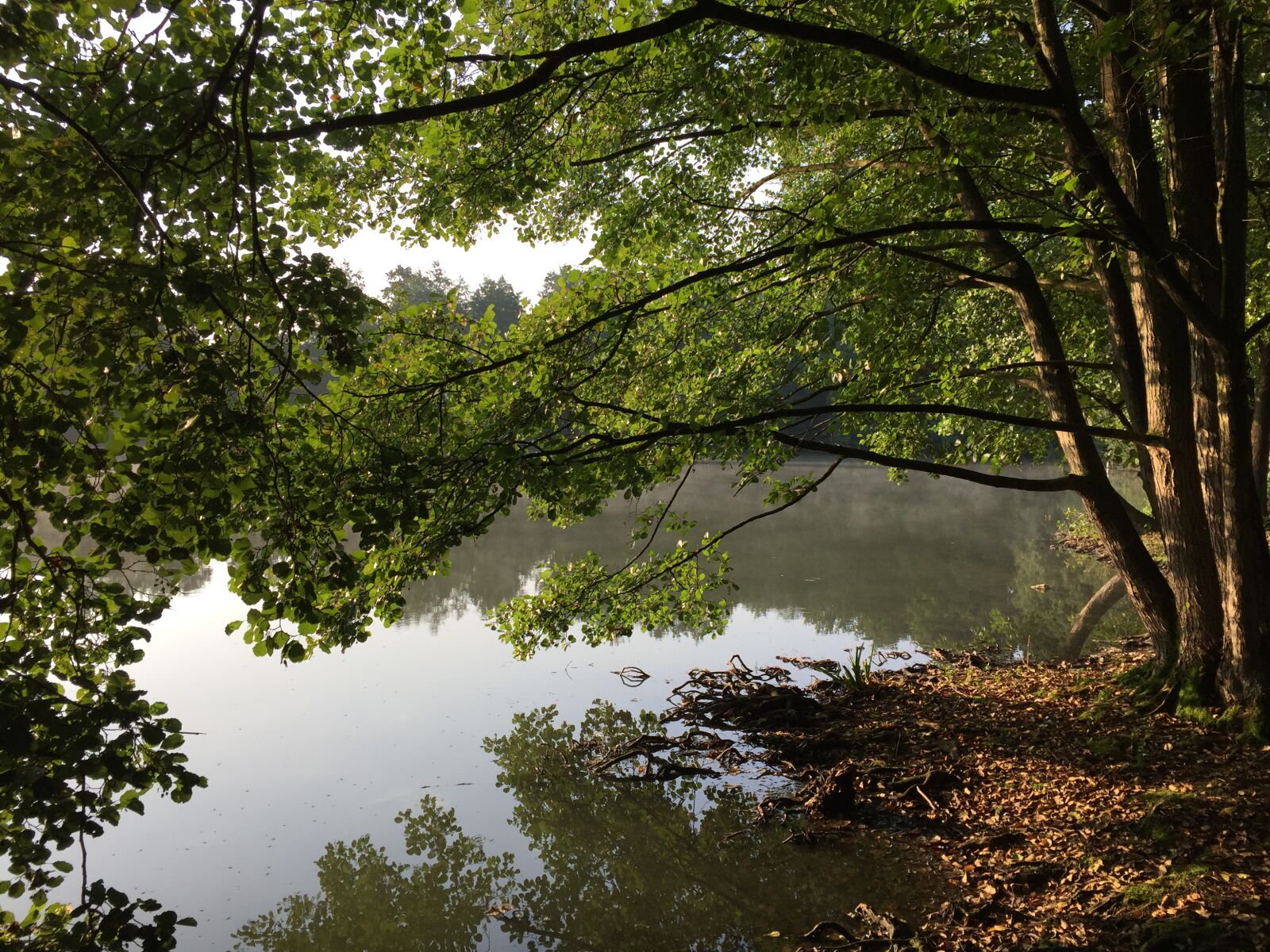 iPhone 6 back camera 4.15mm f/2.2 sample photo. Lake, trees, water photography