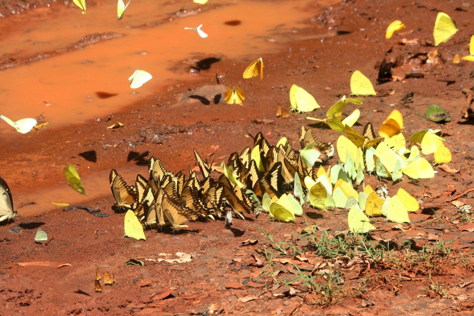 Canon EOS 350D (EOS Digital Rebel XT / EOS Kiss Digital N) sample photo. Butterflies, nature, butterfly photography