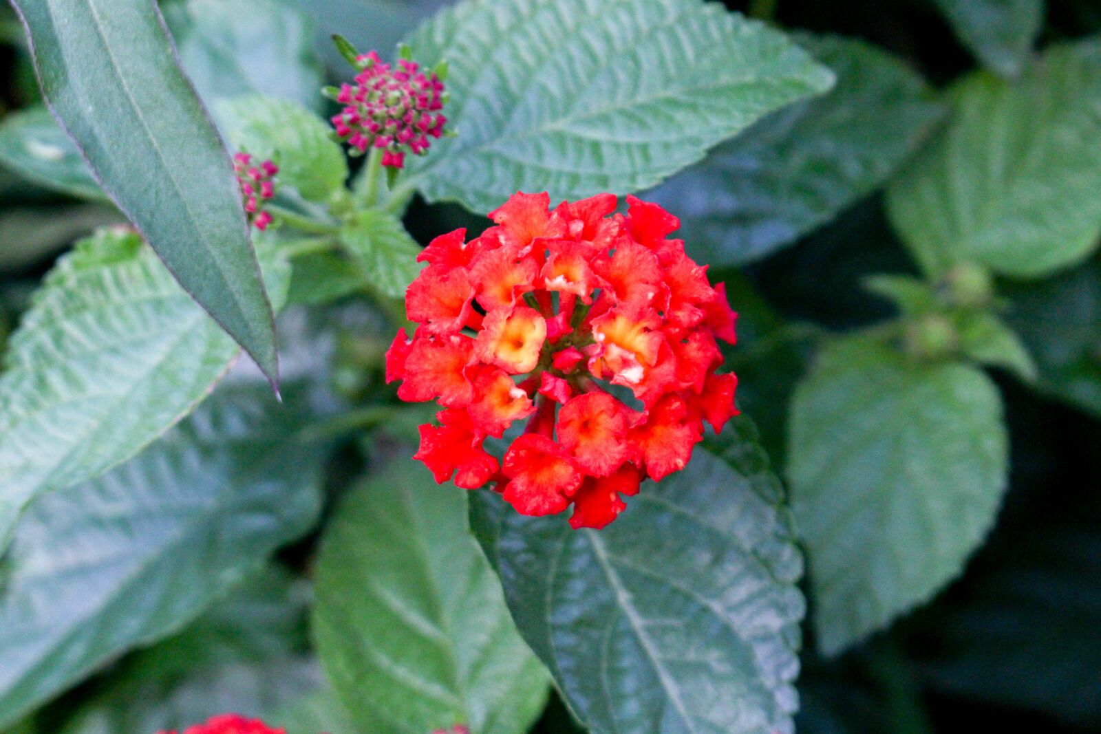 Canon EOS 700D (EOS Rebel T5i / EOS Kiss X7i) sample photo. Nature, leaf, flora photography