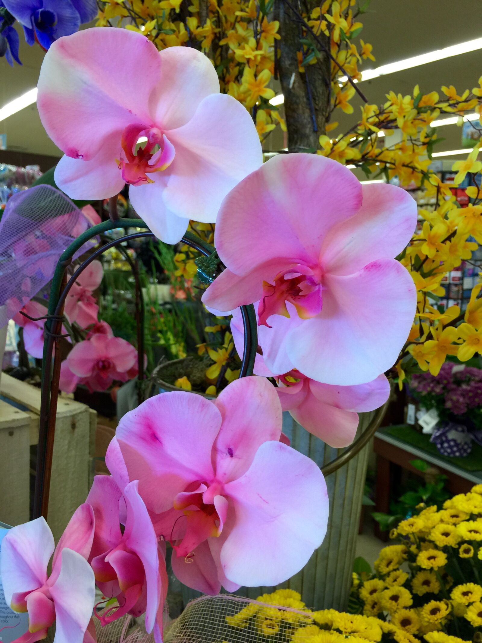 iPhone 6 Plus back camera 4.15mm f/2.2 sample photo. Bloom, blossom, close, colored photography