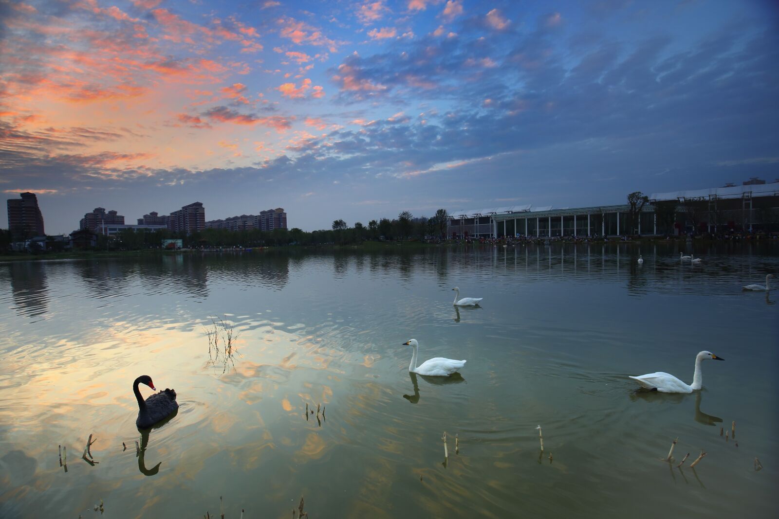 Canon EF 16-35mm F4L IS USM sample photo. Swan, the scenery, garden photography