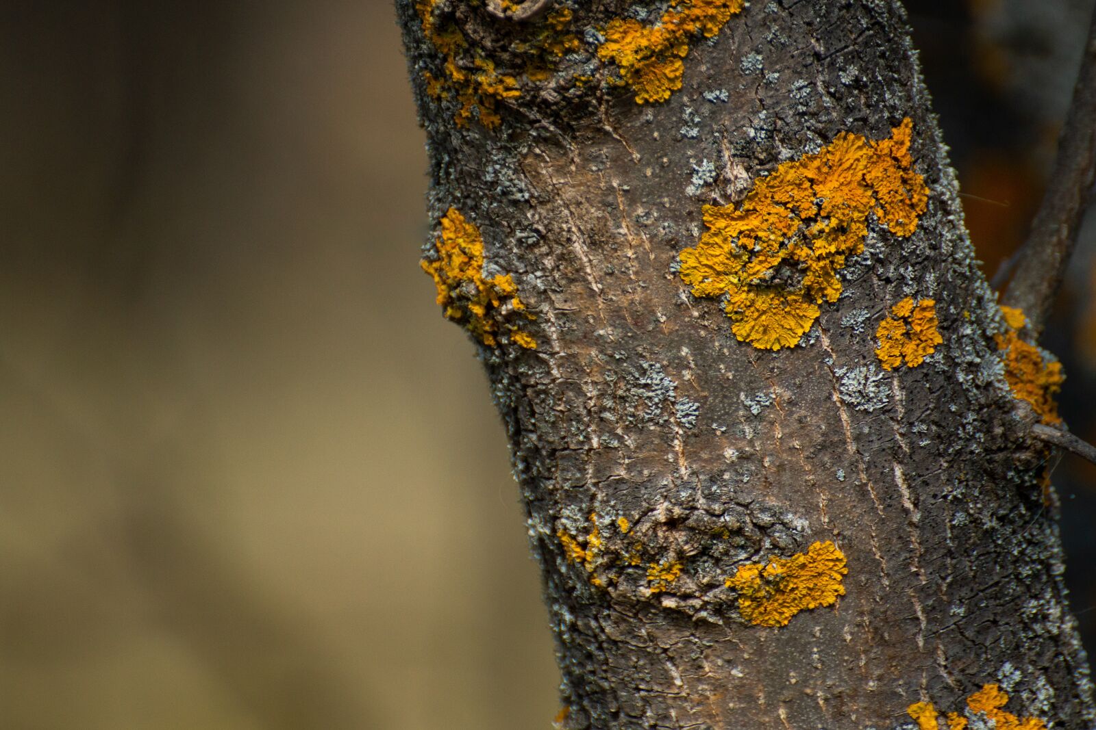 Sony a6500 + Sony DT 50mm F1.8 SAM sample photo. Trunk, lichen, tree photography