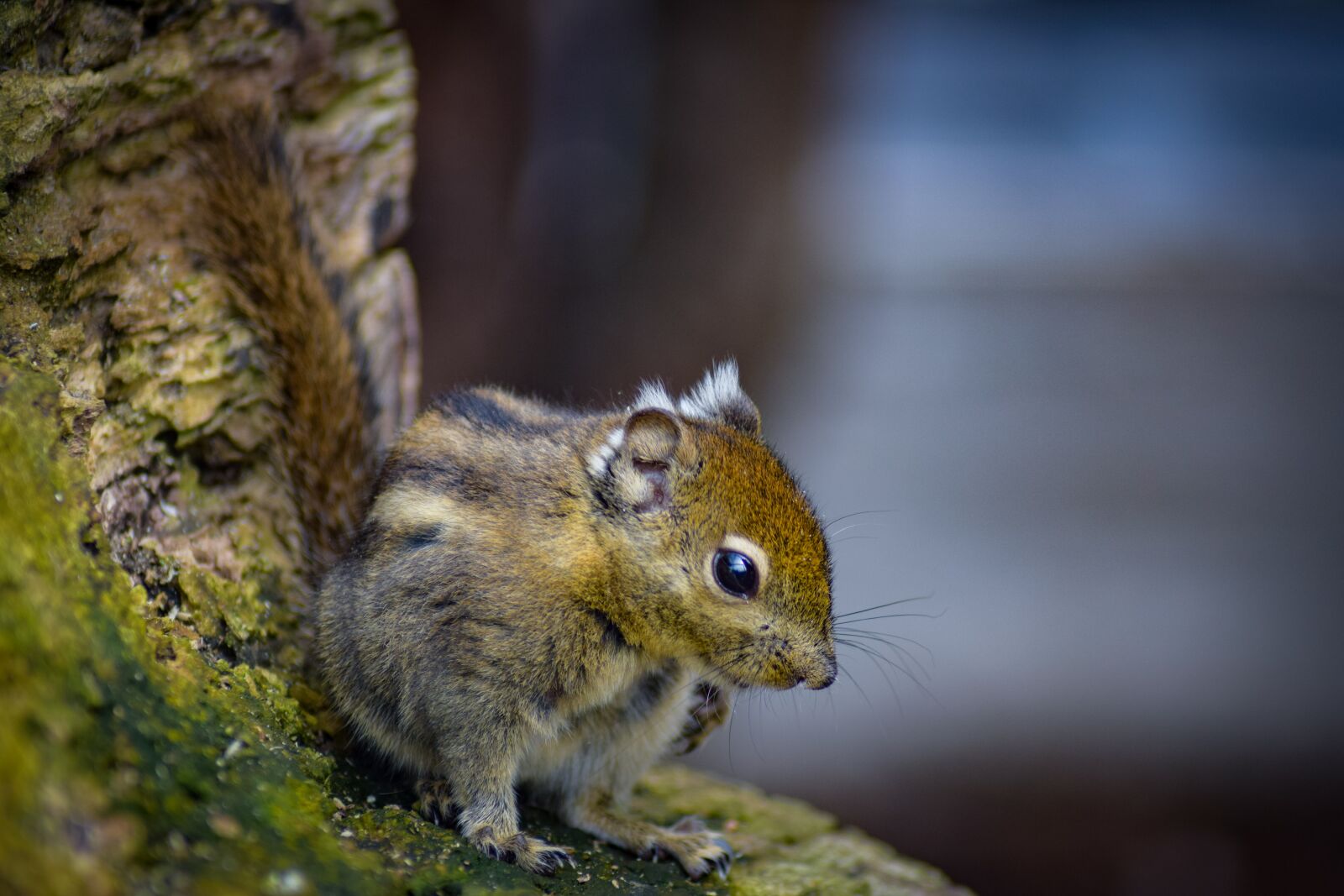 Nikon D5300 sample photo. Chipmunk, sitting, forest photography