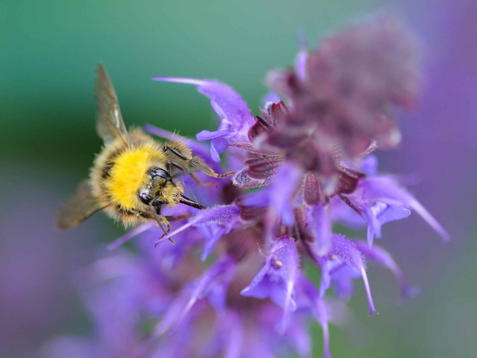 Nikon D300 sample photo. Garden, bee, insect, flower photography