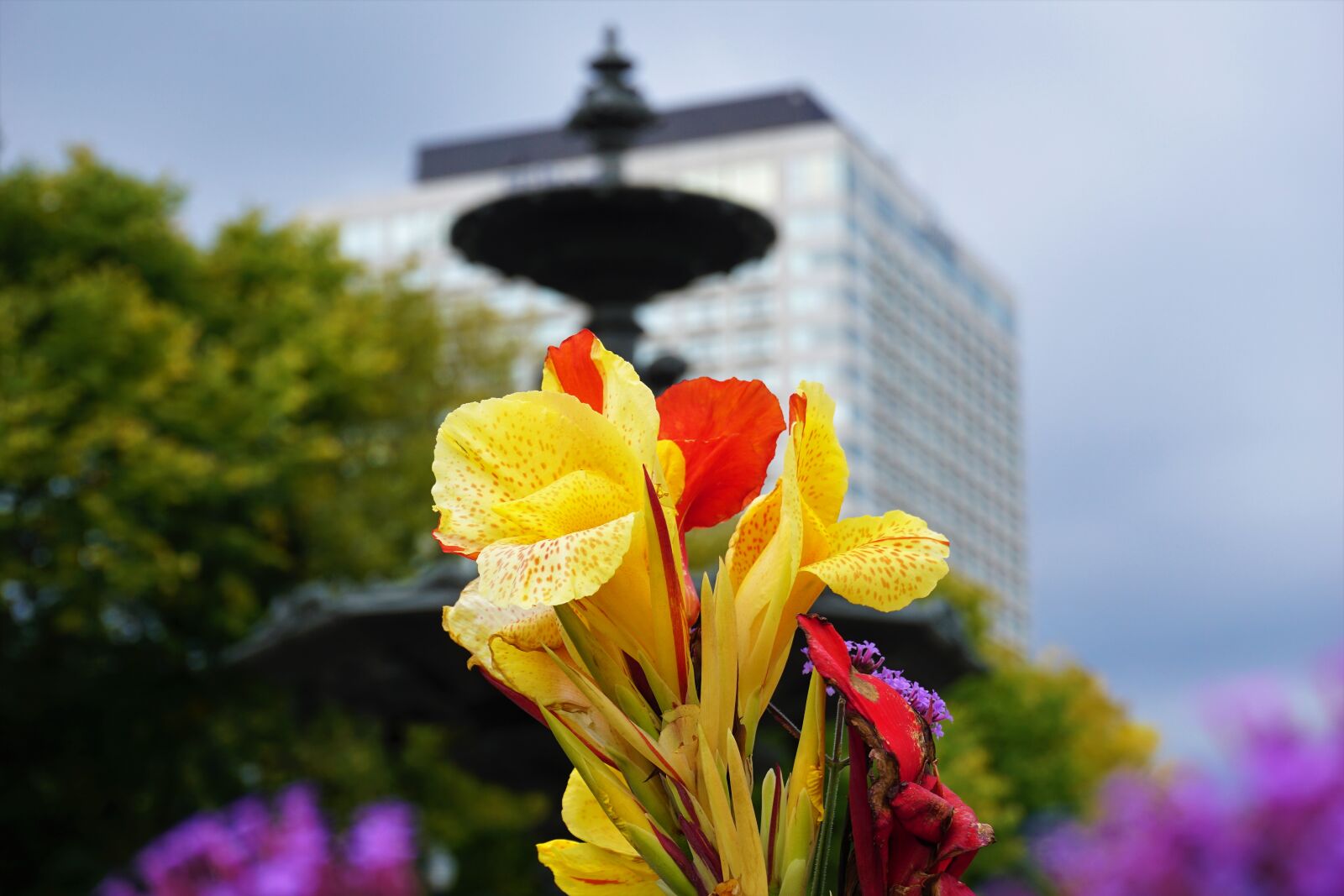 Sony a6000 sample photo. Building, city, flower, yellow photography