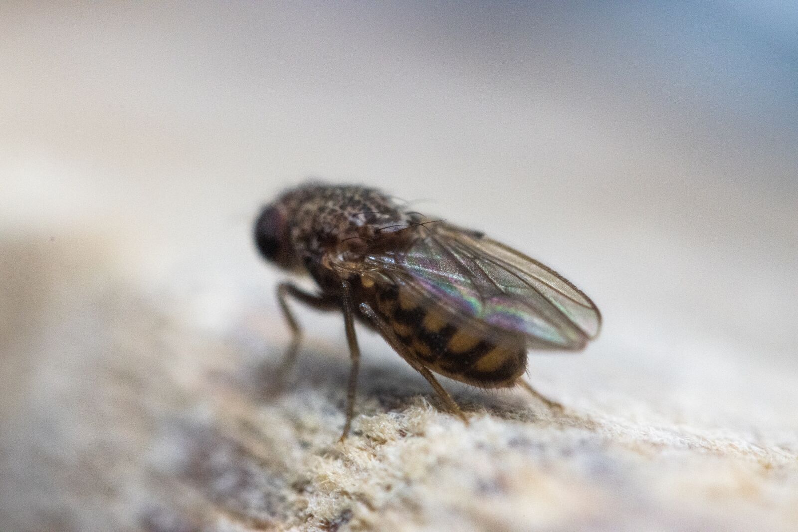 Canon EOS 90D sample photo. Fly, bug, insect photography
