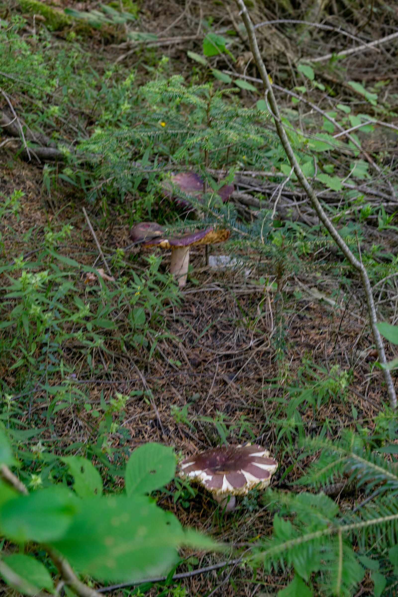 Nikon D3300 sample photo. Mushroom, forest, autumn photography