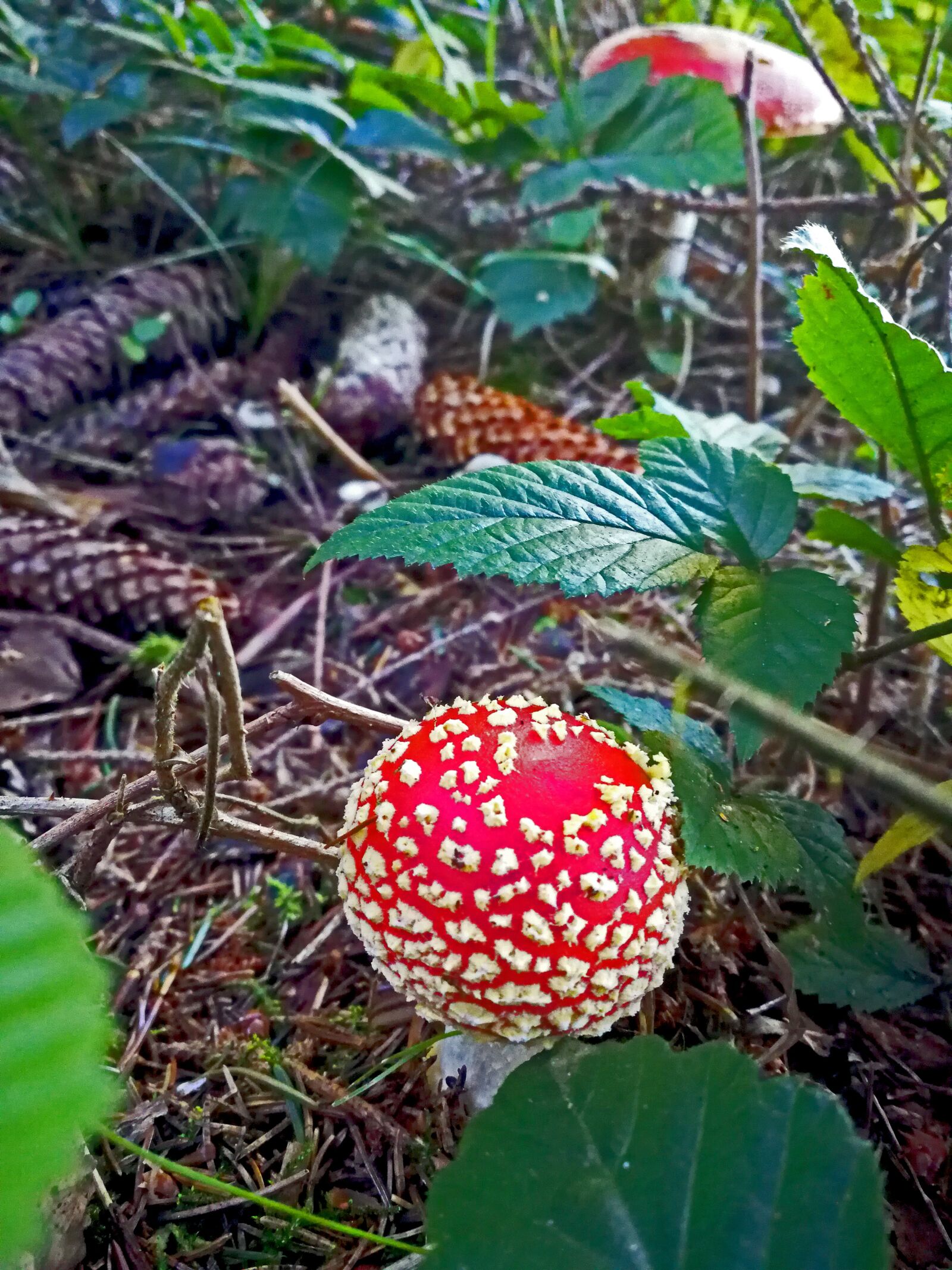 HUAWEI Mate 9 sample photo. Autumn, fly agaric, mushroom photography
