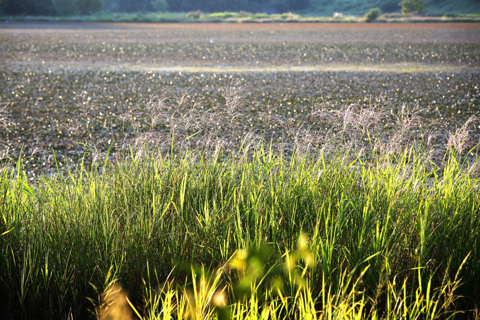 Canon EF 70-200mm F2.8L IS II USM sample photo. Changnyeong, the swamp, travel photography