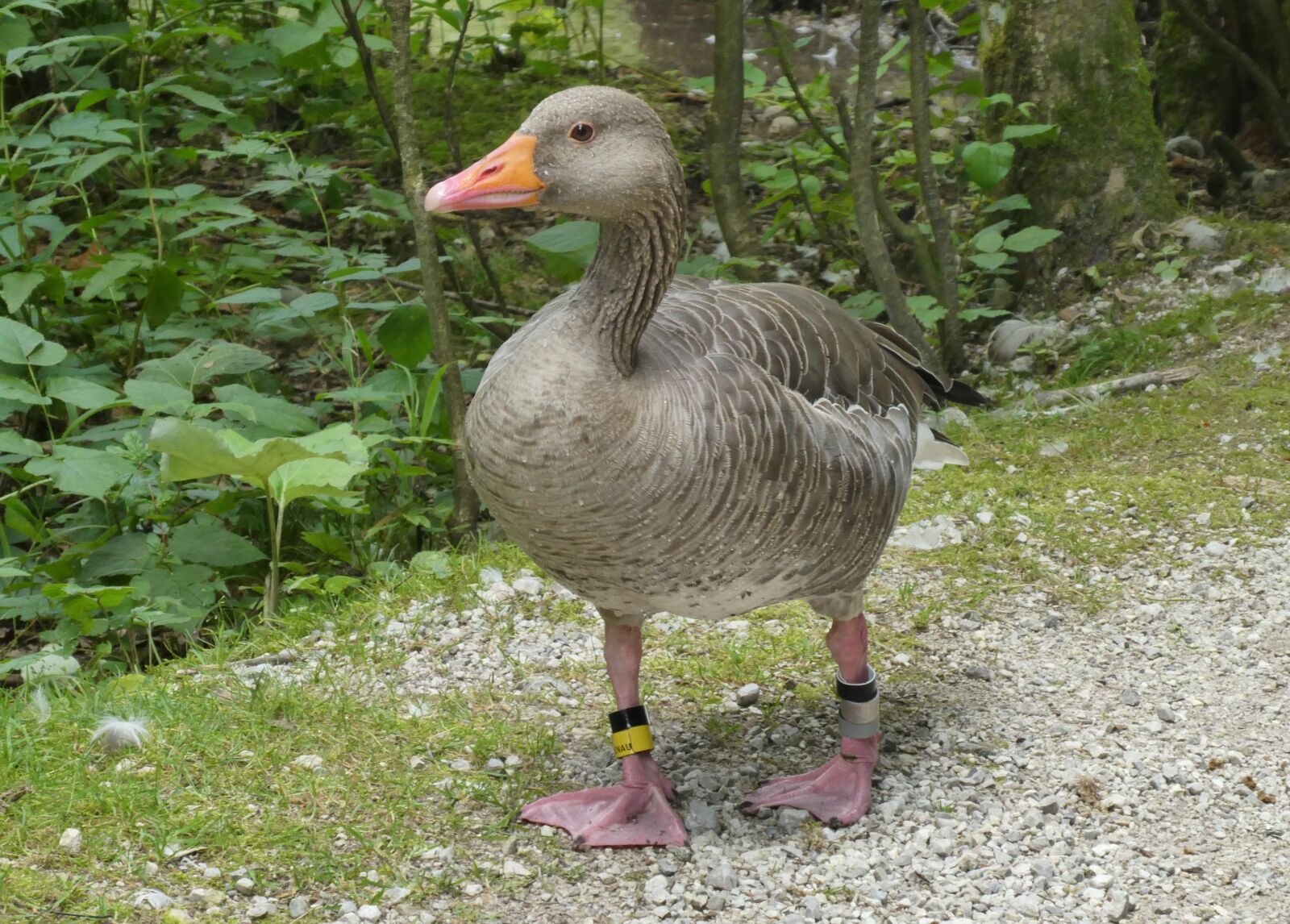 Panasonic Lumix DC-ZS70 (Lumix DC-TZ90) sample photo. Goose, feathers, beak photography