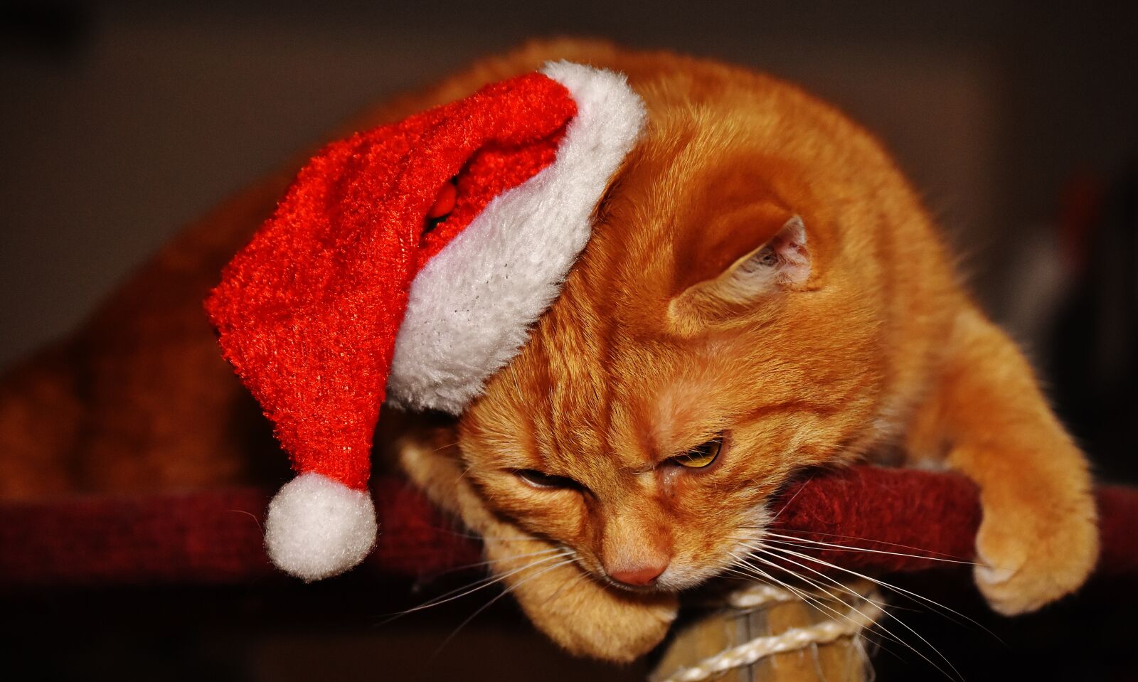 Nikon D7200 sample photo. Cat, red, christmas photography