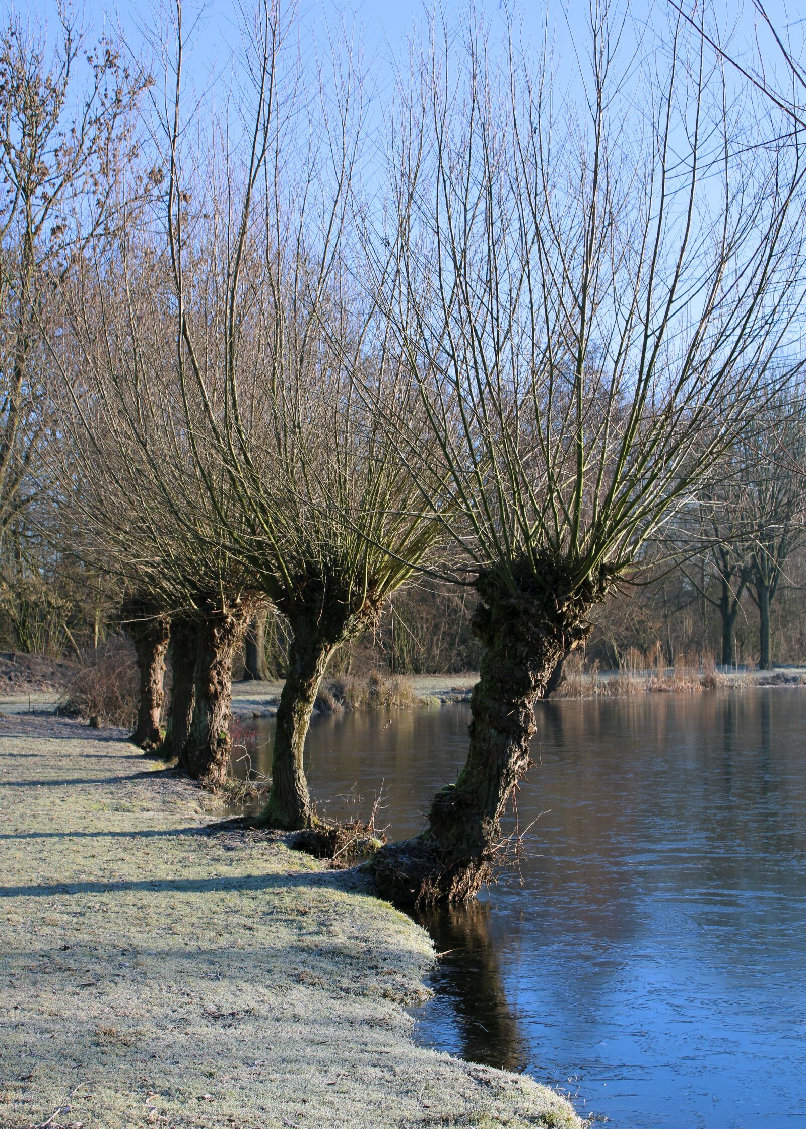 Canon EOS 2000D (EOS Rebel T7 / EOS Kiss X90 / EOS 1500D) sample photo. Tree, lake, bank photography