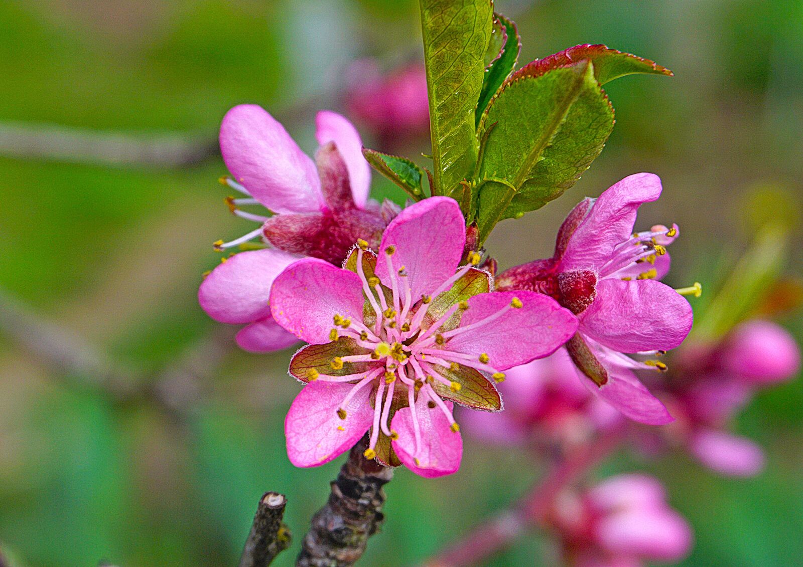 Sony E 16-50mm F3.5-5.6 PZ OSS sample photo. Nature, plants, flower photography