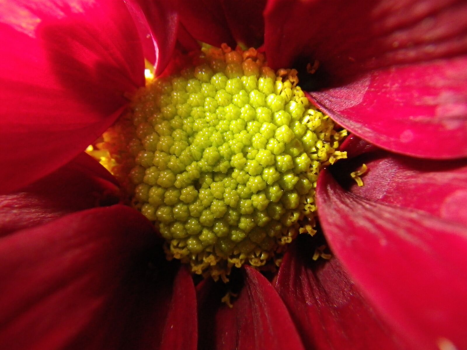Pentax Optio W90 sample photo. Flower, macro, pink photography