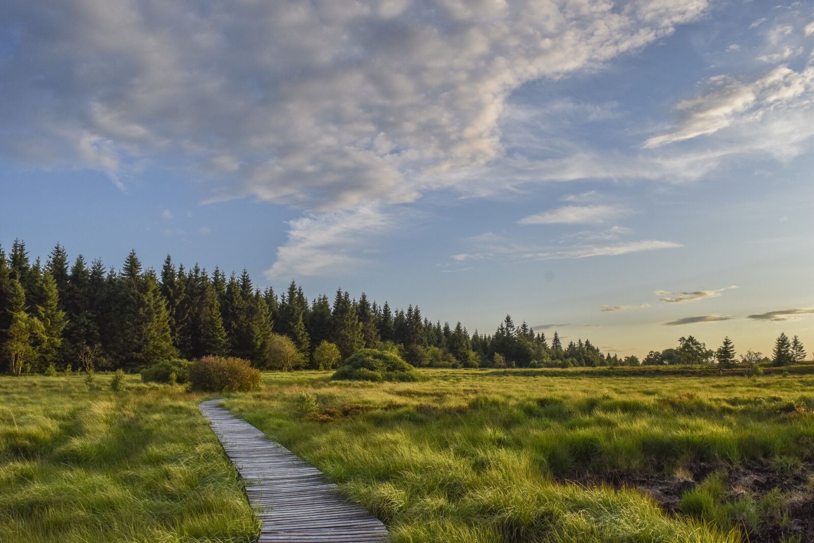 Nikon D3300 sample photo. Nature, landscape, moor photography