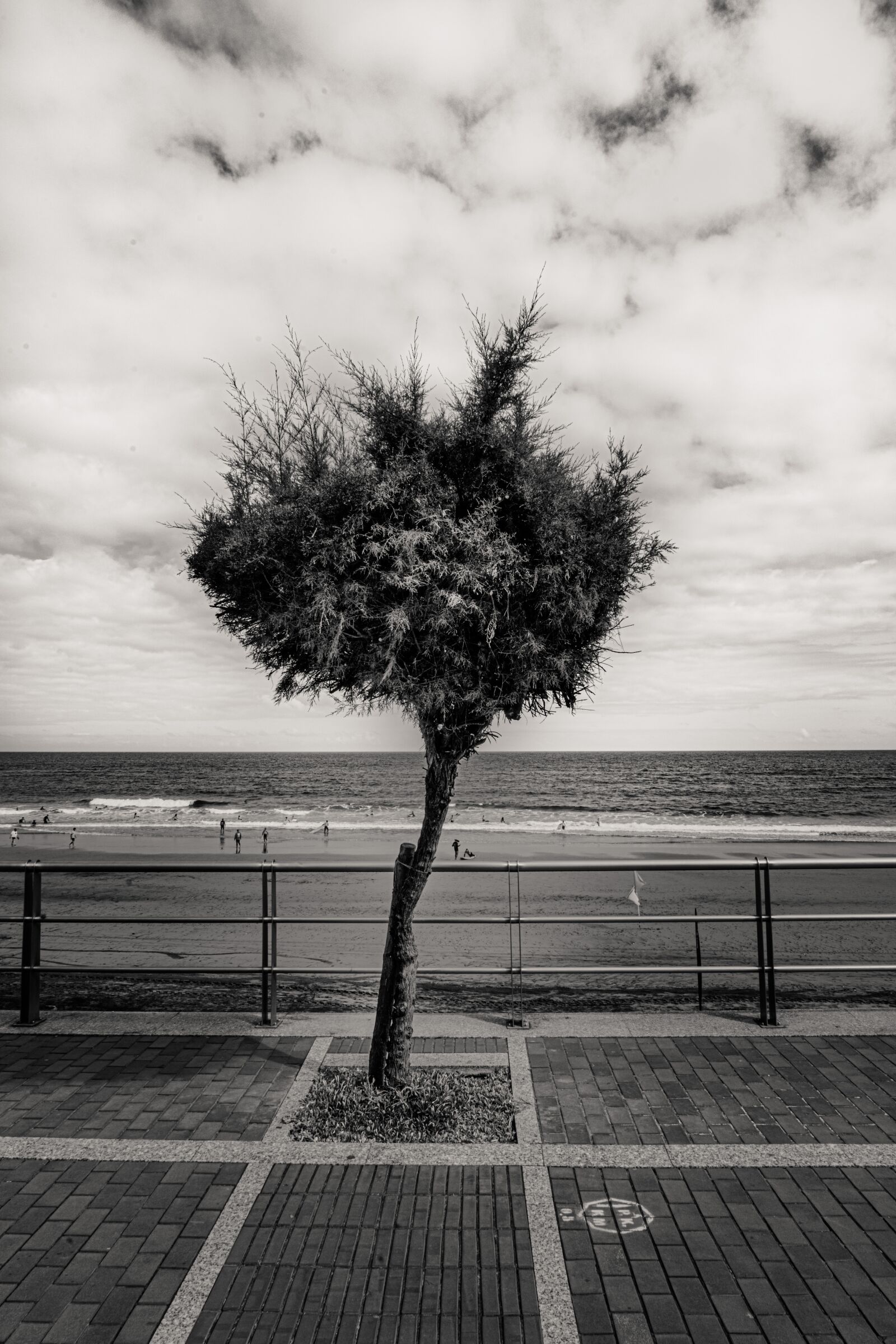 Sony a7R II sample photo. Tree, wind, walk photography