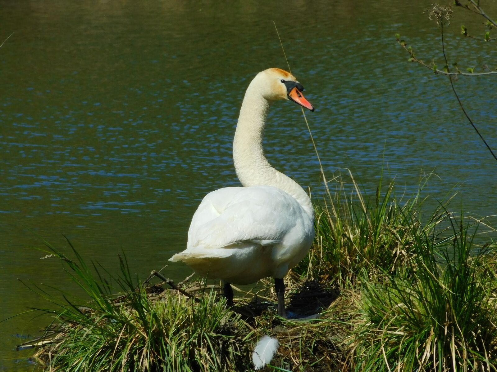 Nikon Coolpix B500 sample photo. Nature, swan, water photography